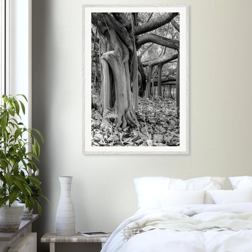 Caucho tree Colombia framed wall art – museum quality matte paper in wood frame