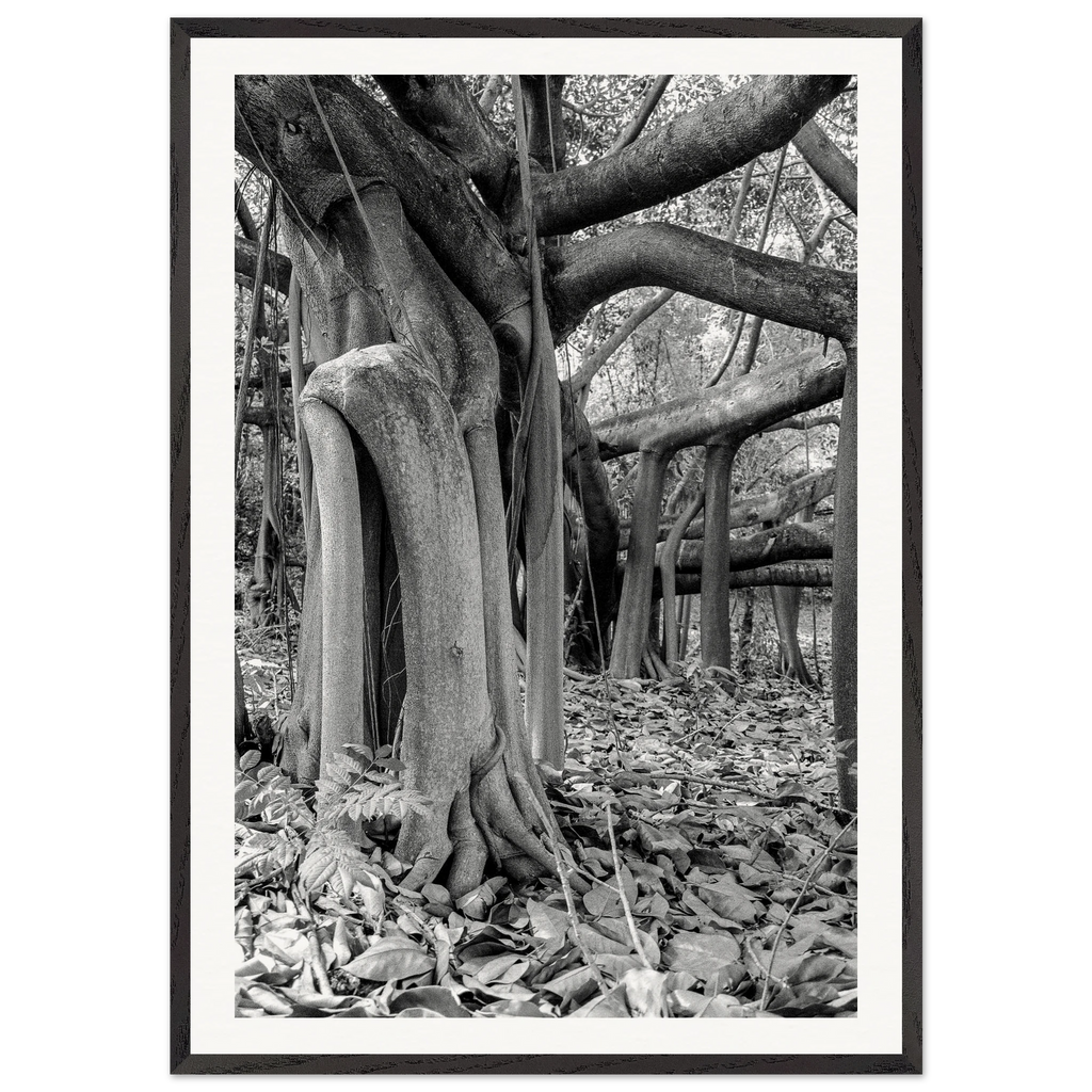 Caucho tree Colombia framed print displayed in modern interior