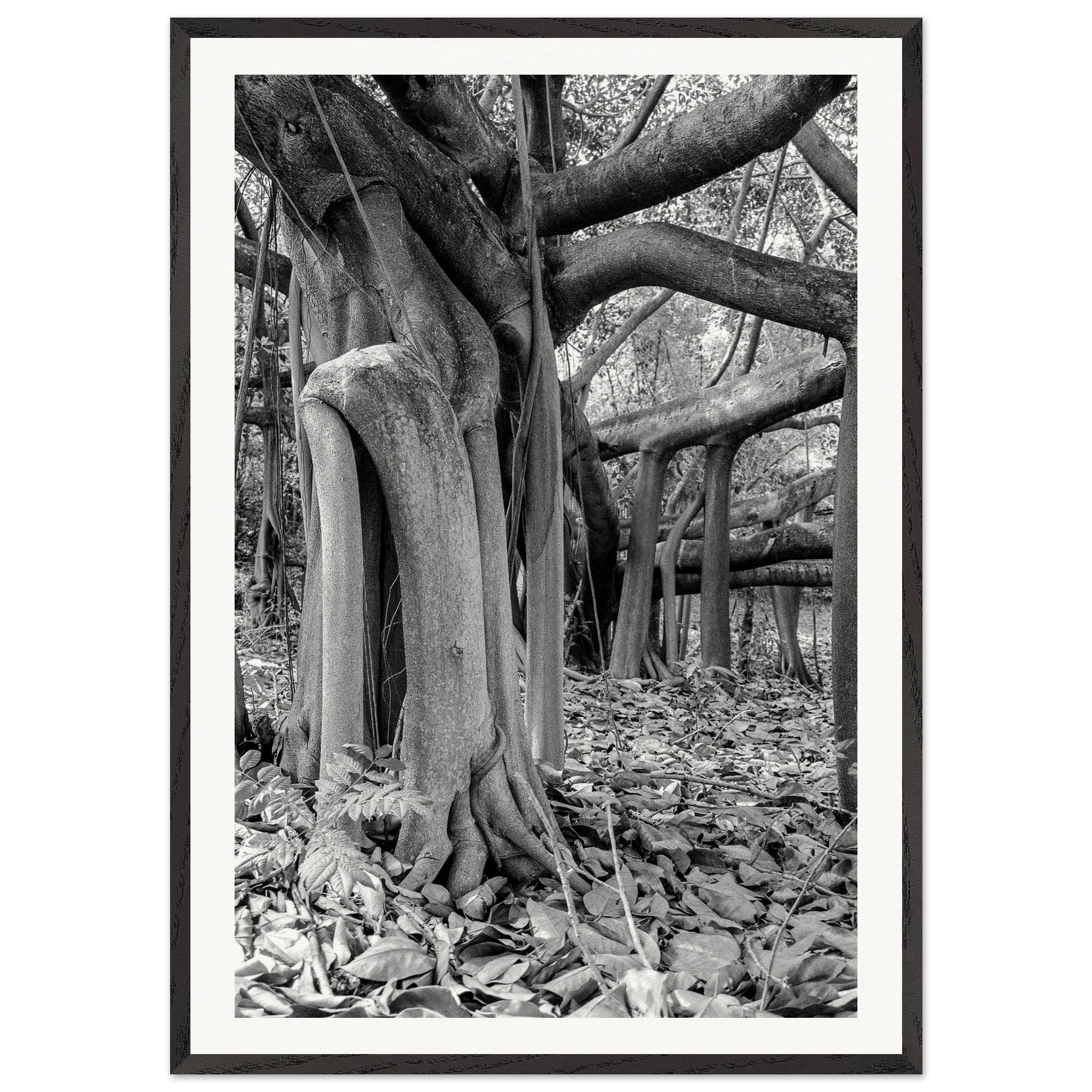 Caucho tree Colombia framed print displayed in modern interior