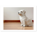 Muñeca rescue dog portrait A0 fine art print by Camilo Tobar
