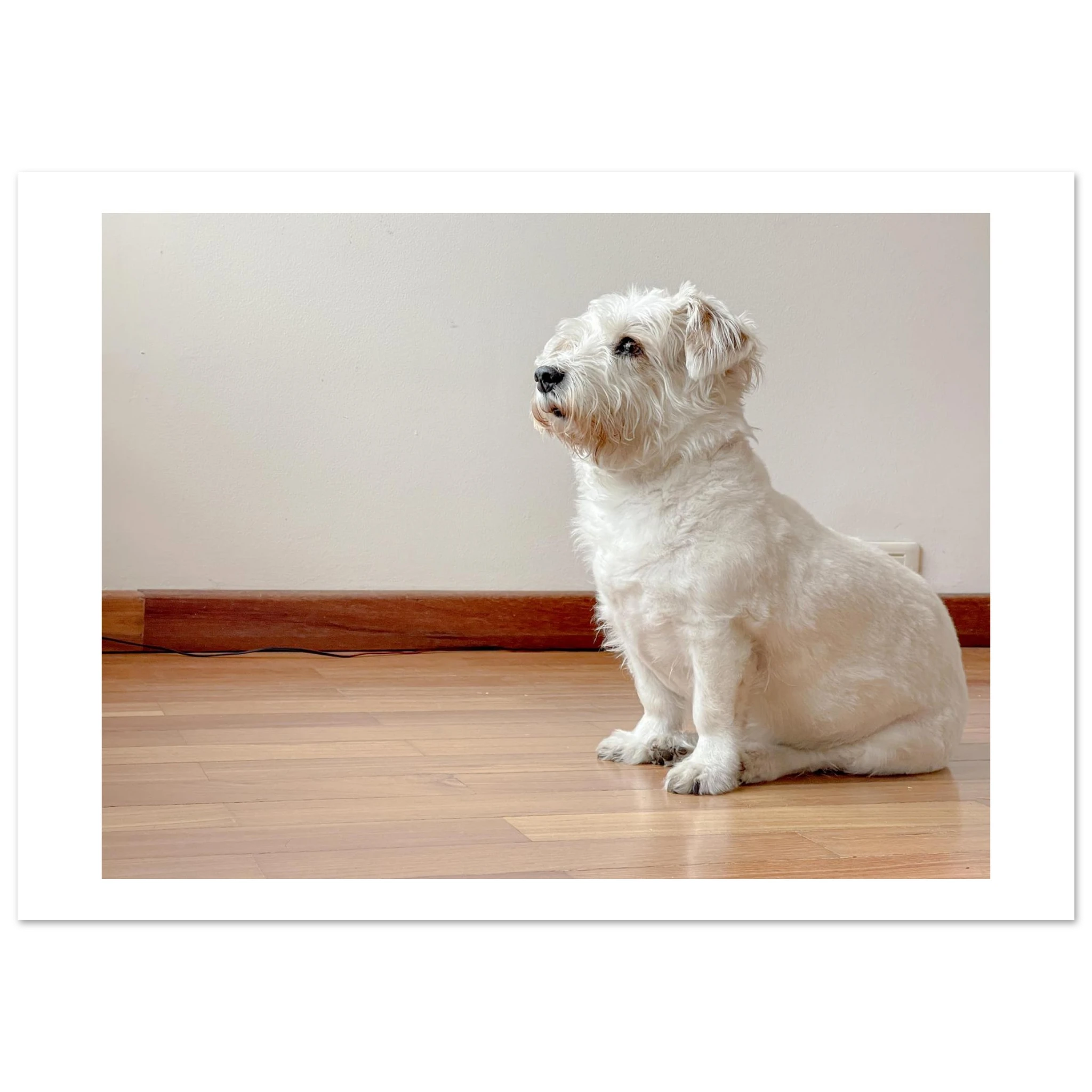 Muñeca rescue dog portrait A0 fine art print by Camilo Tobar