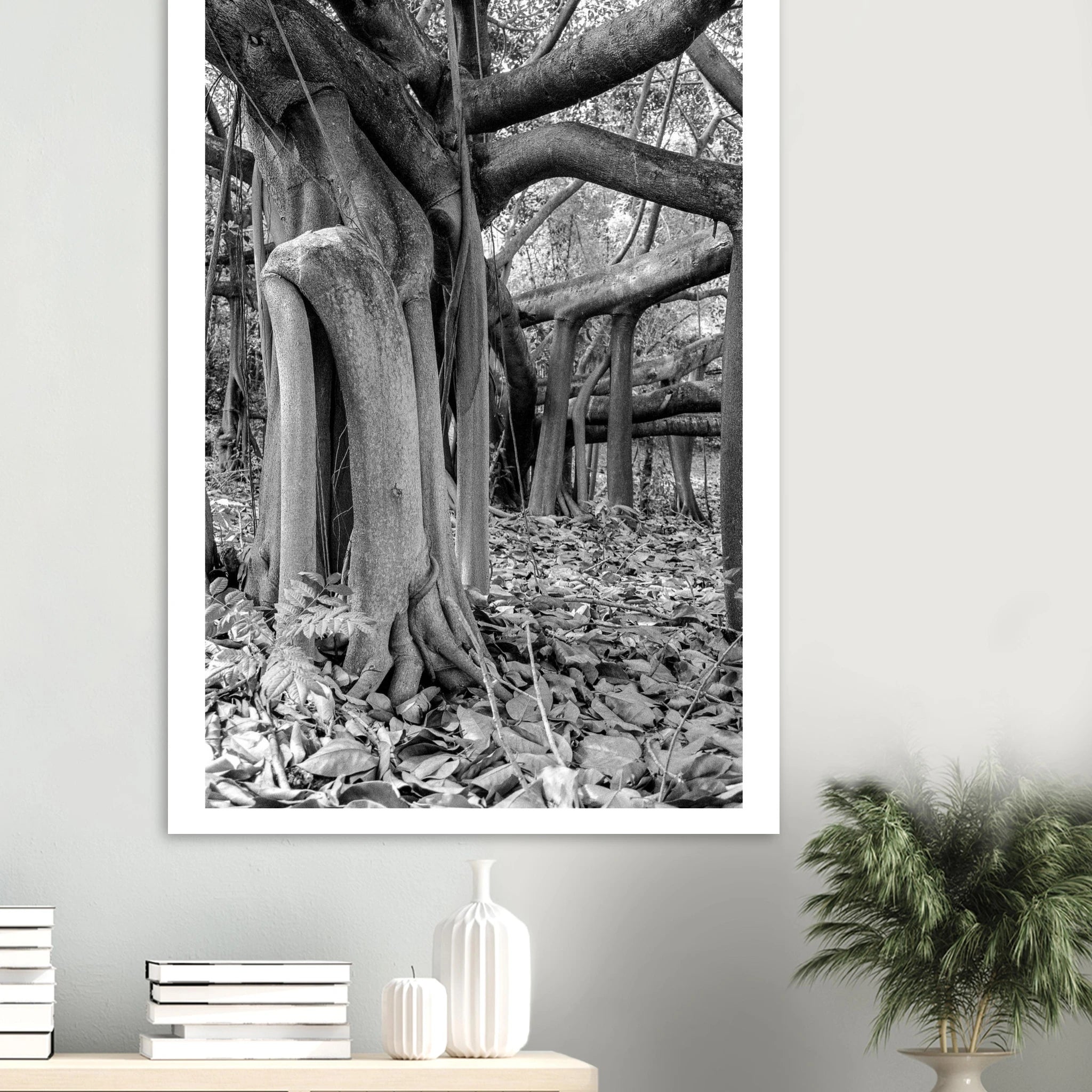 Caucho tree Colombia wall art – 85mm film photography gicléé print