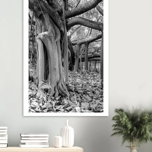 Caucho tree Colombia wall art – 85mm film photography gicléé print