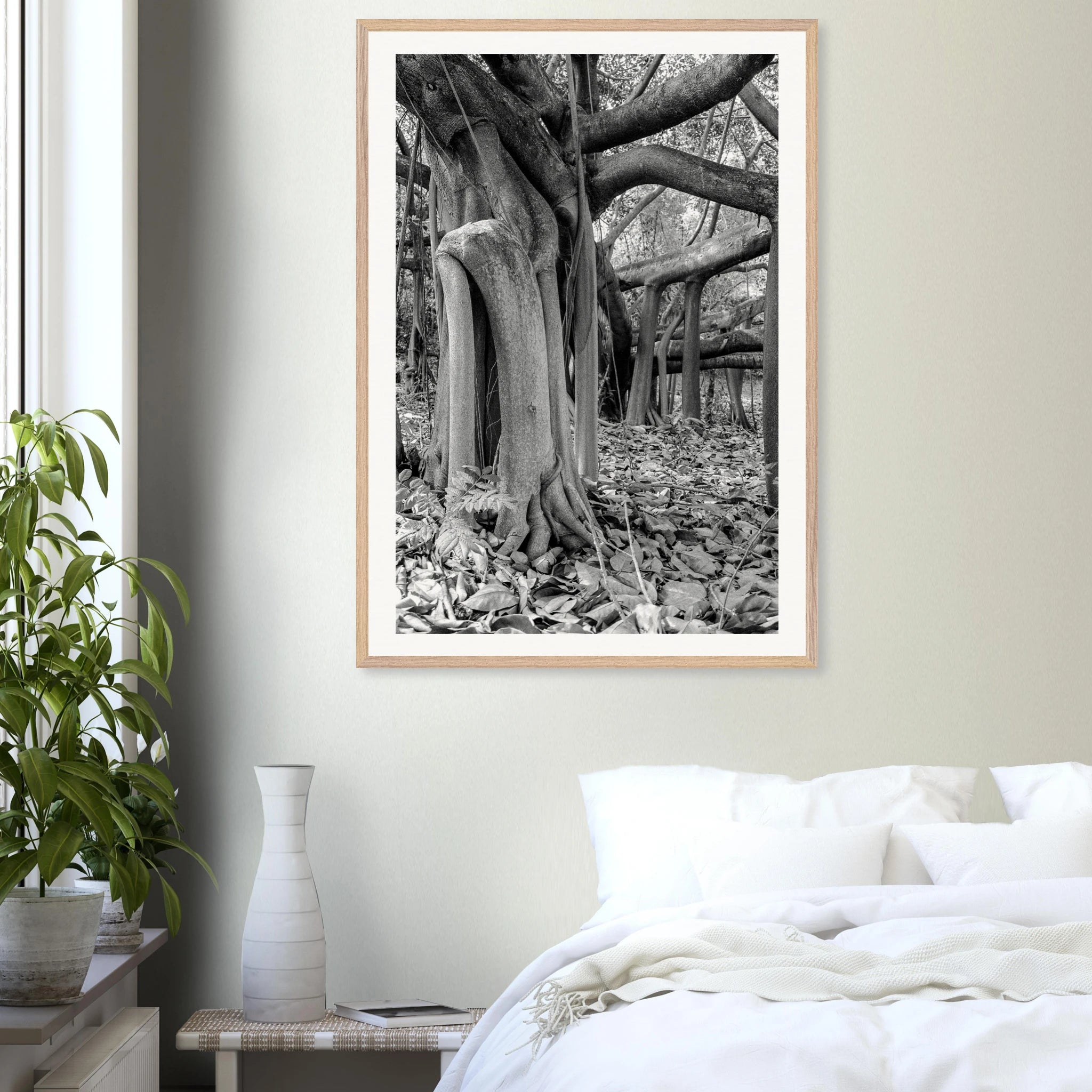 Caucho tree Colombia framed print detail – shatterproof plexiglass protection