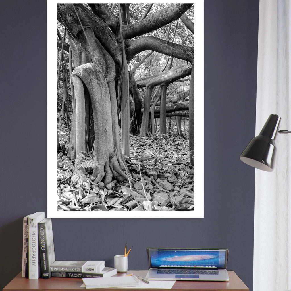 Caucho tree Colombia detail – tropical nature fine art print on matte paper