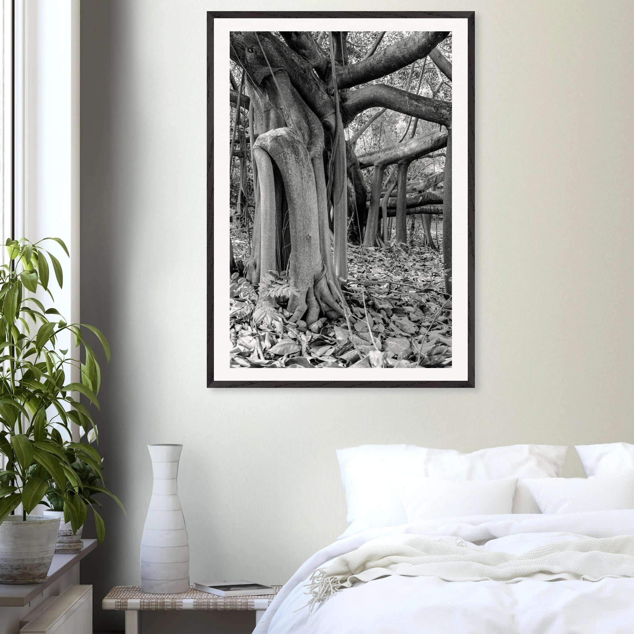 Caucho tree Colombia framed fine art print – oak wood frame by Camilo Tobar