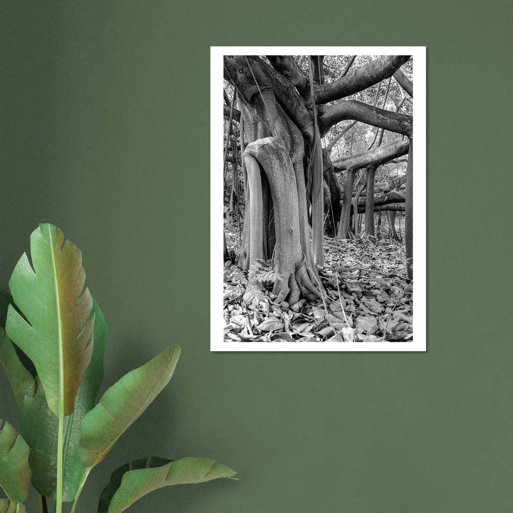 Caucho tree Colombia size reference – large format nature photography print