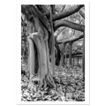 Caucho tree Colombia tropical rainforest – fine art photography print by Camilo Tobar
