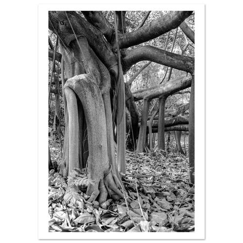 Caucho tree Colombia tropical rainforest – fine art photography print by Camilo Tobar