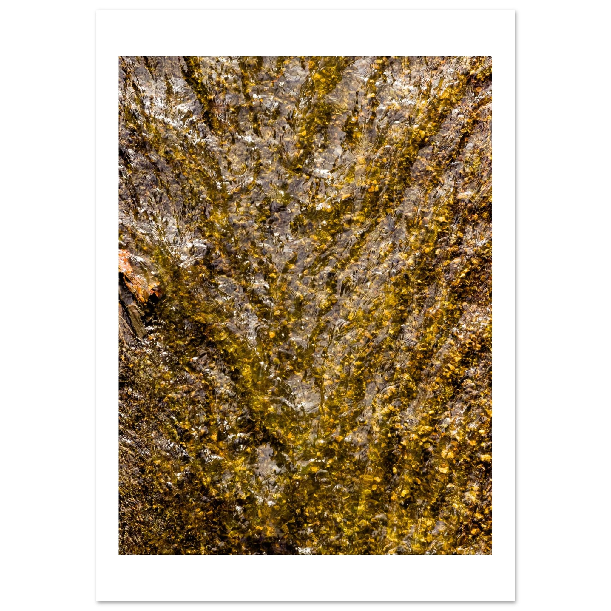 Golden water nature abstract fine art photography print by Camilo Tobar